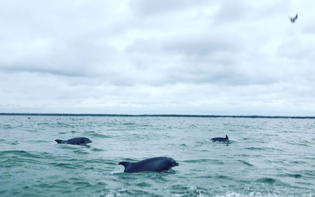 Best Time to See Dolphins in Myrtle Beach