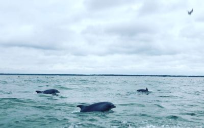 Best Time to See Dolphins in Myrtle Beach
